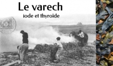 Le Varech, algue de la thyroïde