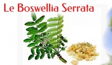 Le Boswellia Serrata