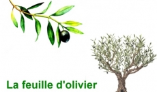 La feuille d'olivier