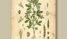 Le Fenugrec : Entre Science de la Nutrition