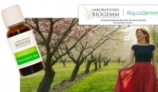 Mac&eacute;rats de Bourgeons : De l'Arbre au Flacon